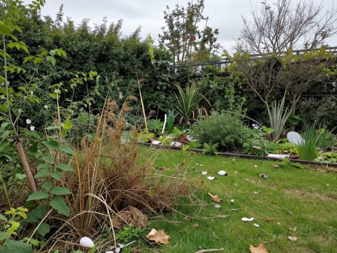 Jardin négligé avant entretien